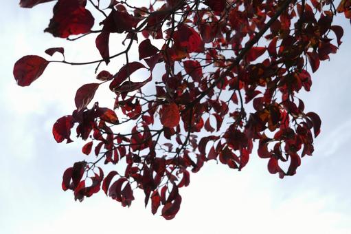 熊谷_街路樹_空 空,街路樹,昼の写真素材