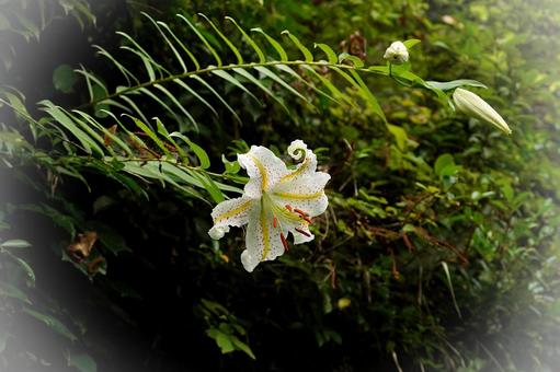 崖に咲いている百合の花 崖に咲いている百合の花の写真