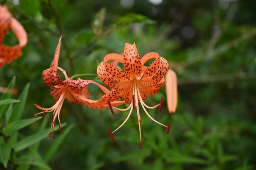 沢山撮った鬼百合の花 沢山撮った鬼百合の花 オニユリ,放射状,おしべの写真素材