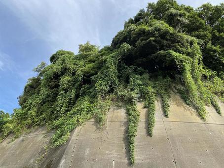 溢れる緑 溢れる緑の写真