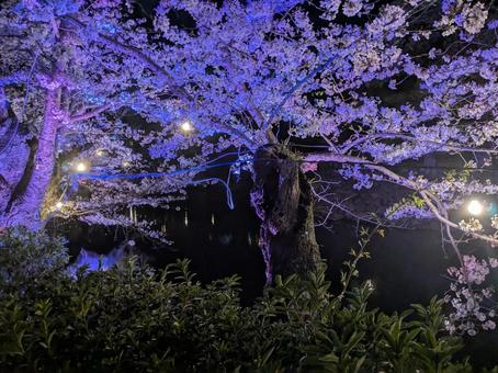Photo, cherry blossoms, cherry trees at evening, light up, 