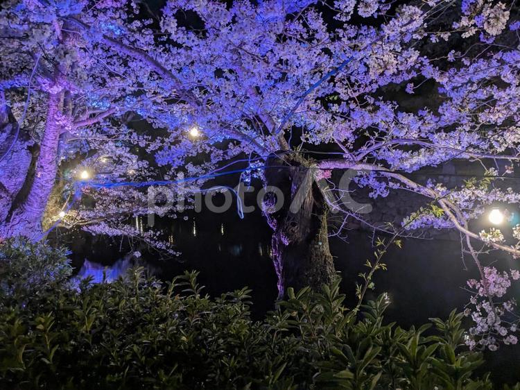 夜桜 桜,夜桜,ライトアップの写真素材