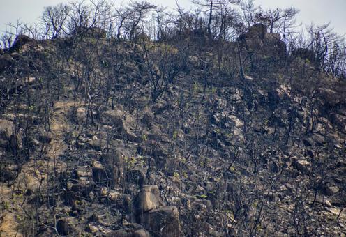 山火事のあと〜岡山市南区 山火事のあと〜岡山市南区の写真