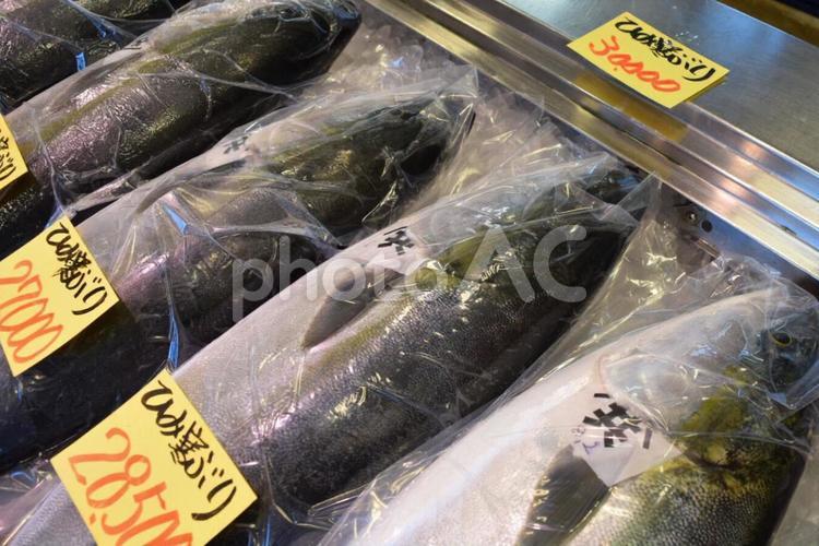 氷見鰤アップ 氷見鰤,氷見,ブリの写真素材