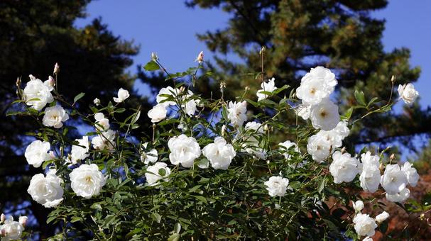 【花の写真】ばらの花 rose,植物,園芸の写真素材