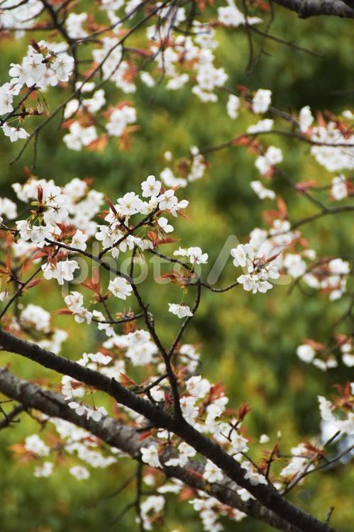 桜（山桜・ヤマザクラ） 桜,山桜,花見の写真素材