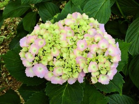 梅雨を待つ紫陽花 梅雨を待つ紫陽花の写真