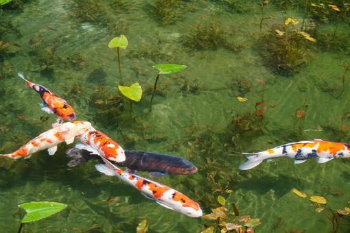 カラフルな鯉の癒し風景 カラフルな鯉の癒し風景 鯉,生き物,カラフルの写真素材