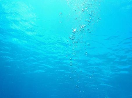 海　水中　ダイビングの写真