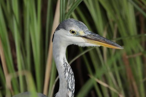 サギ サギ アオサギ,野鳥,くちばしの写真素材