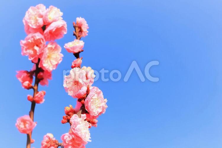 美しいピンクの梅の花 植物,花,梅の写真素材