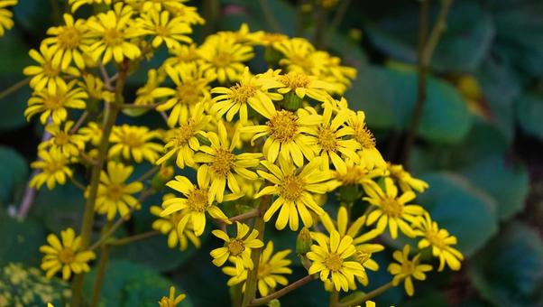 秋に咲く花・ツワブキ 秋に咲く花・ツワブキ 花,秋の花,ツワブキの写真素材