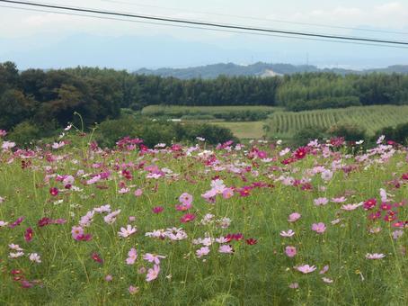 高崎市希望の丘で撮ったコスモス 高崎市希望の丘で撮ったコスモスの写真