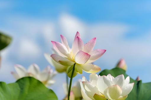 青空に咲く薄紅の蓮の花 青空に咲く薄紅の蓮の花の写真