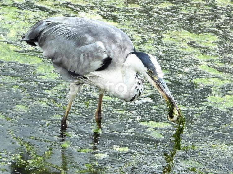川藻と魚を咥えるアオサギ 鳥,野鳥,アオサギの写真素材