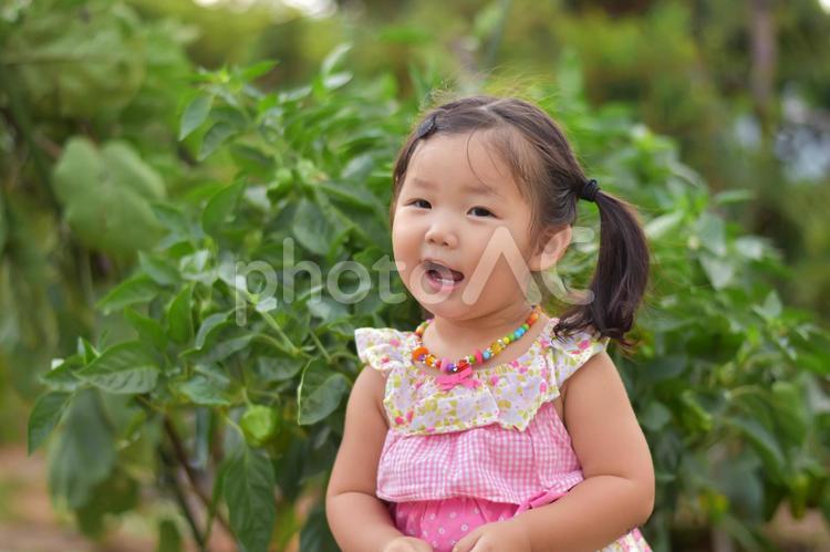 畑のお野菜と子供 野菜,ピーマン,子供の写真素材
