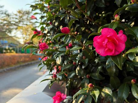 サザンカの咲く道 サザンカ,道路,道の写真素材