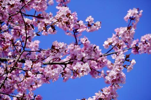満開の桜 満開の桜の写真