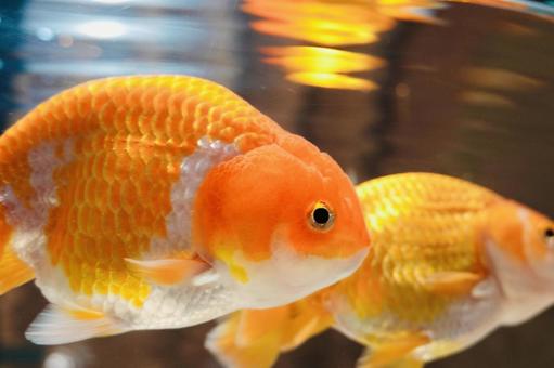 綺麗なランチュウ 綺麗なランチュウ 金魚,ランチュウ,魚の写真素材