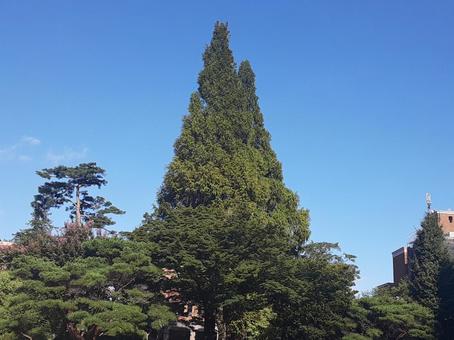 青空と大木 青空と大木 青空,大木,自然の写真素材