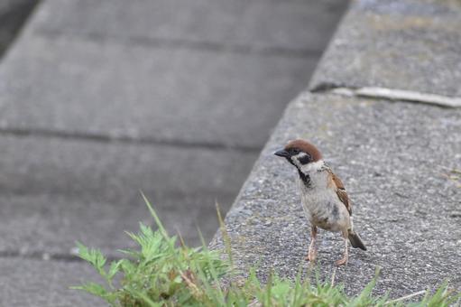 佇む雀 雀,野鳥,鳥の写真素材