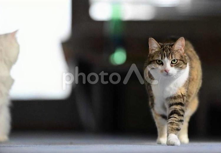 可愛いミケと白いネコ ネコ,三毛,可愛いの写真素材