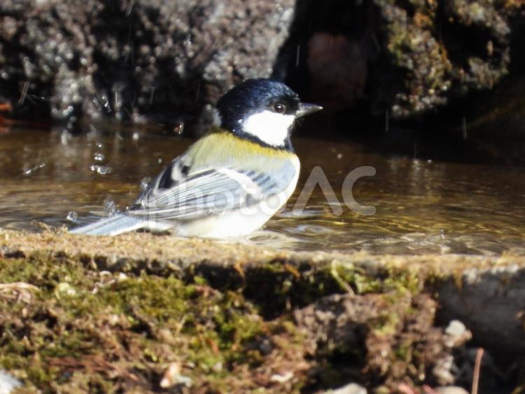 小根山野鳥の森で撮ったシジュウカラ バードウォッチング,小鳥,野生の写真素材