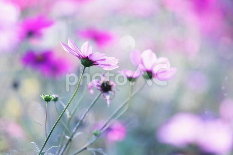 満開の美しいコスモスの花 花,コスモス,秋の写真素材