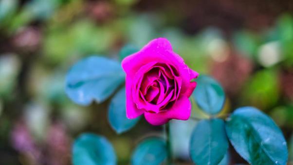 ピンクの薔薇 花,植物,緑の写真素材