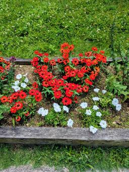 大阪城公園の赤い花と白い花 大阪,大阪観光,花の写真素材