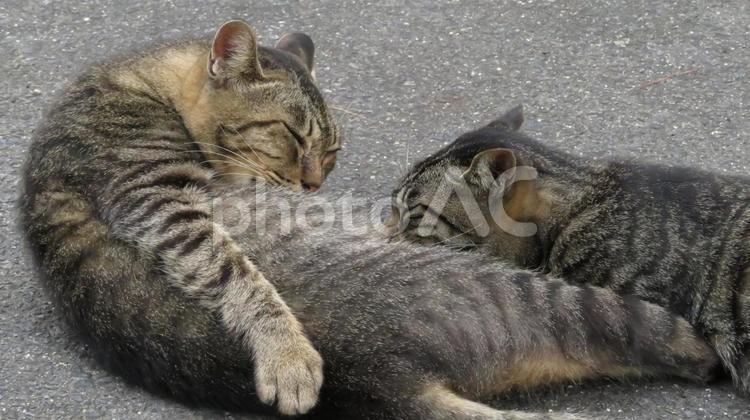 グルーミングする仲良しな猫たち 猫,かわいい,キュートの写真素材