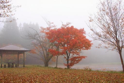 雨の中の紅葉 もや,紅葉,秋の写真素材
