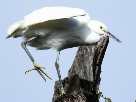 ポーズをとるコサギ 鳥,野鳥,コサギの写真素材
