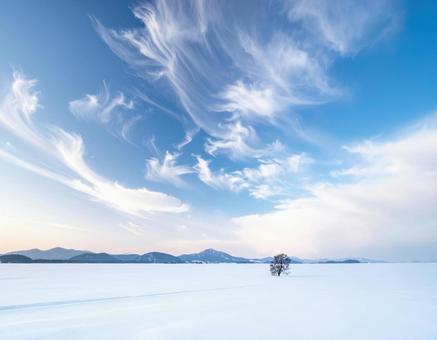 雪原に立つ一本の木と冬の空 雪原に立つ一本の木と冬の空の写真