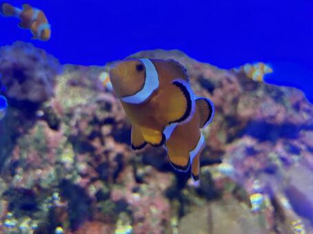 カクレクマノミ 海水魚,カクレクマノミ,水中の写真素材