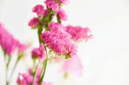 赤紫のスターチスの写真