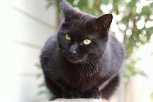 塀の上の黒猫の正面 塀の上の黒猫の正面 黒猫,カメラ目線,目の写真素材