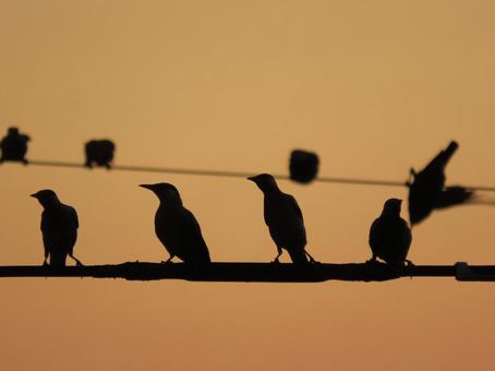 Photo, evening, bird, silhouette, 