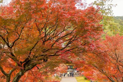 秋の色づいた赤色のもみじ5 秋の色づいた赤色のもみじ5の写真
