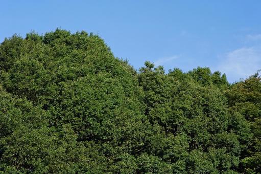 爽やかな青空と緑の森 爽やかな青空と緑の森の写真