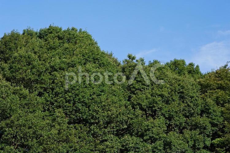 爽やかな青空と緑の森 青空,緑,森の写真素材