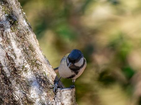 木にとまるシジュウカラ 木にとまるシジュウカラの写真