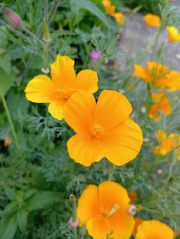 [Flower] May's California Poppy-B, JPG