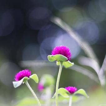 Beautiful background with pink amaranth flowers, JPG