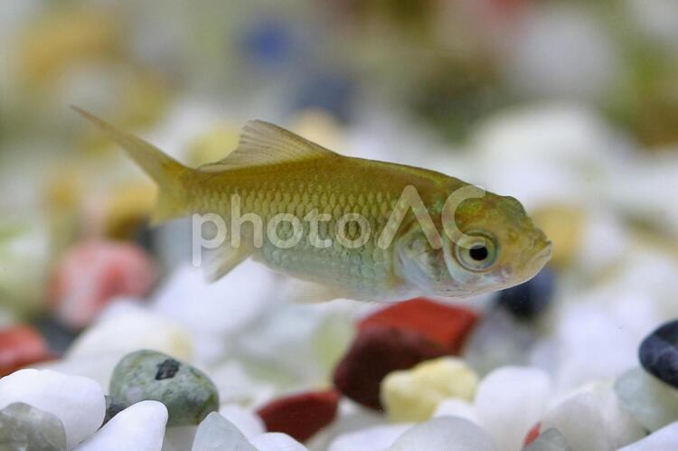 フナの稚魚？ フナ,稚魚,小魚の写真素材