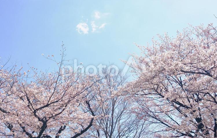 桜の花のある風景 桜,花,クローズアップの写真素材