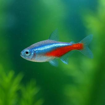 【熱帯魚】水中を泳ぐネオンテトラ 【熱帯魚】水中を泳ぐネオンテトラの写真