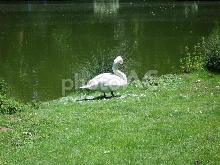 ドイツ　春の池のほとりの白鳥 白鳥,池,水鳥の写真素材