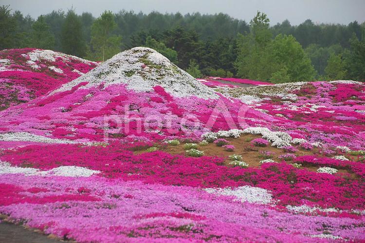 満開の芝桜で蝦夷富士を描く かわいい,ふもと,グラデーションの写真素材