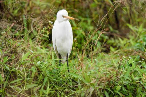 アマサギ アマサギの写真